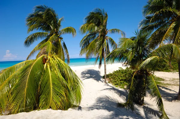 Palmiers Sur Plage Exotique Varadero Cuba — Photo