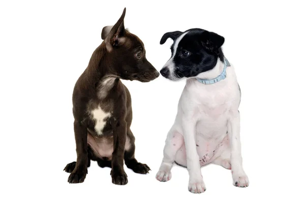 Happy Ratte Terrier Welpen Hund Und Chihuahua Hund Sitzen Isoliert — Stockfoto