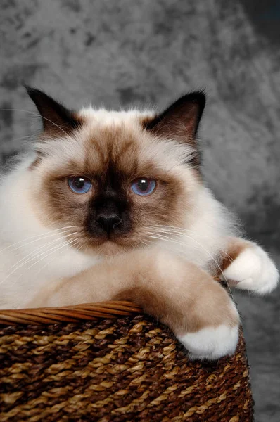 Rostro Triste Gato Santo Birmano — Foto de Stock