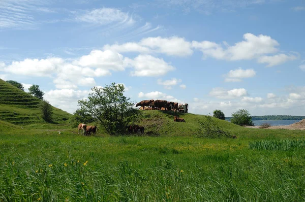 Een Groep Koeien Een Groen Landschap — Stockfoto