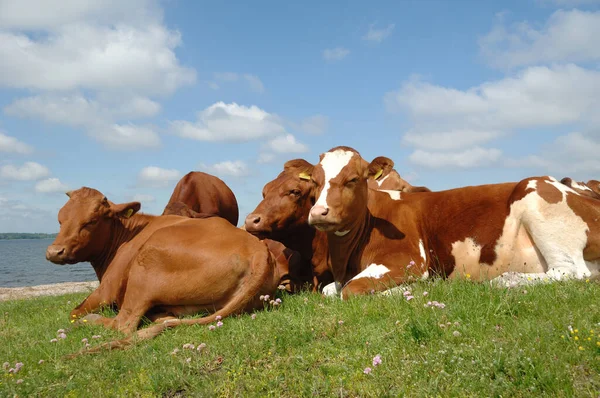 Μια Ομάδα Αγελάδων Που Αναπαύονται Στο Πράσινο Γρασίδι — Φωτογραφία Αρχείου