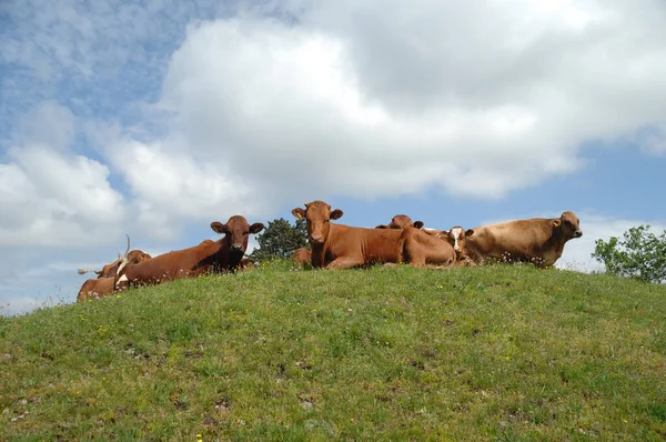 Een Groep Koeien Rustend Groen Gras — Stockfoto