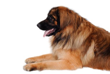 Leonberger köpeği dinleniyor, temiz beyaz bir arka planda izole edilmiş.