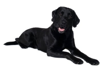 Beyaz arka planda izole edilmiş Mutlu Balck Labrador Retriever Köpeği