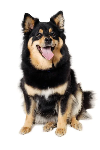 Feliz Perro Lapphund Finlandés Sentado Aislado Sobre Fondo Blanco —  Fotos de Stock