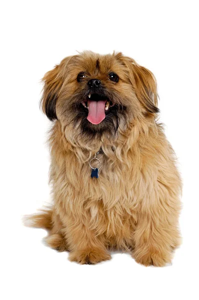 白い背景に孤立した幸せの石頭犬 — ストック写真