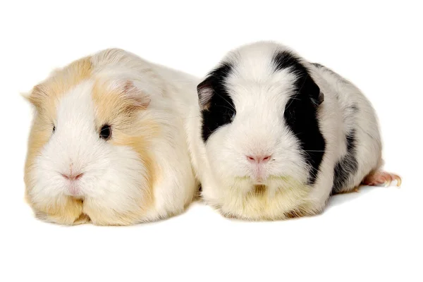 Two Guinea Pigs Isolated Clean White Background — Stock Photo, Image