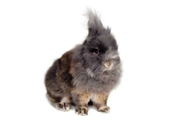 Sweet Sad Rabbit Sitting White Background — Stock Photo, Image