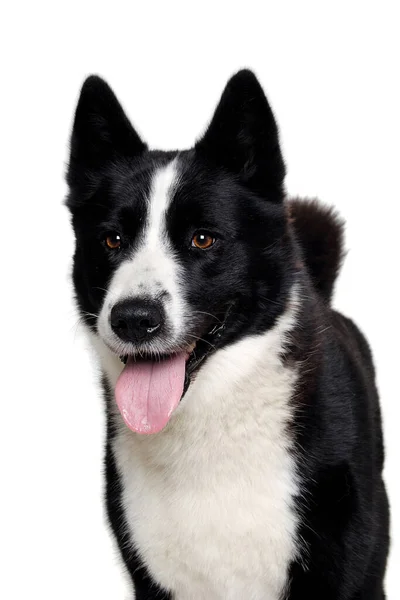 Gelukkige Karelische Berenhond Geïsoleerd Een Schone Witte Achtergrond — Stockfoto