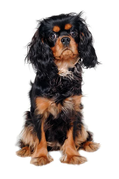 Trauriger Kavalier King Charles Spaniel Hundeisolat Auf Weißem Hintergrund — Stockfoto