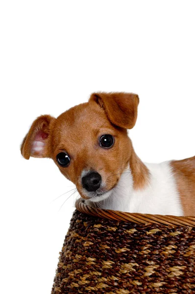 Glad Jack Russell Terrier Hund Isolerad Vit Bakgrund — Stockfoto