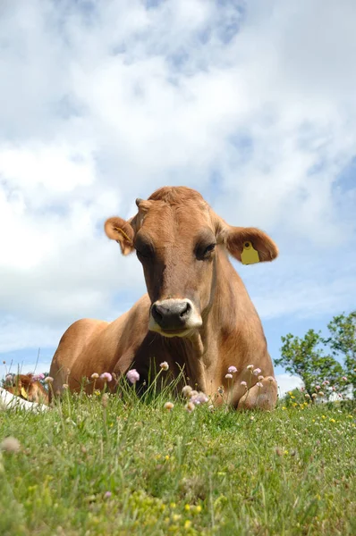 Rosto Vaca Triste Está Descansando Grama Verde — Fotografia de Stock