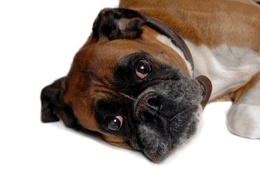 Beyaz arka planda izole edilmiş mutlu boksör köpeği.
