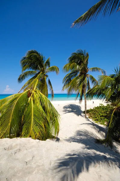 Palmen Tropischen Strand Von Varadero Kuba — Stockfoto