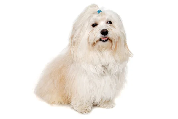 Siedzi Pies Coton Tulear Odizolowany Czystym Białym Tle — Zdjęcie stockowe