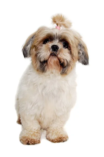 Triste Perro Shih Tzu Sentado Aislado Sobre Fondo Blanco Limpio — Foto de Stock