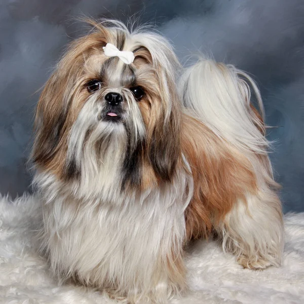 Üzgün shih tzu köpeği oturuyor.