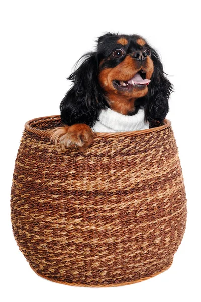 Happy Cavalier King Charles Spaniel Hund Einem Korb Isolat Auf — Stockfoto