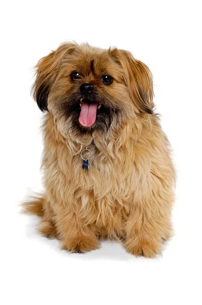 Happy Shih Tzu Perro Aislado Sobre Fondo Blanco — Foto de Stock