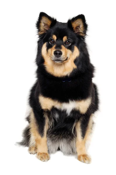 Mussla Finska Lapphund Hund Sitter Isolerad Vit Bakgrund — Stockfoto