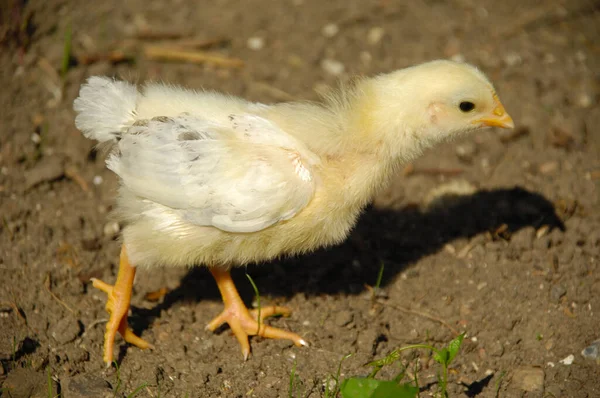 Sweet Baby Chick Standing — Stock Photo, Image