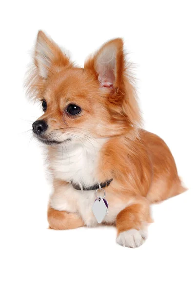 Chihuahua Kutya Pihen Elszigetelt Fehér Háttér — Stock Fotó