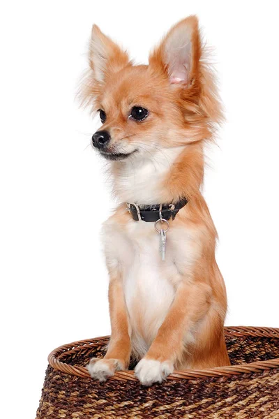 Perro Chihuahua Está Sentado Aislado Sobre Fondo Blanco — Foto de Stock