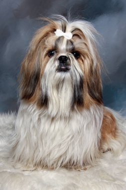 Üzgün shih tzu köpeği oturuyor