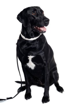 Labrador Retriever köpeği temiz beyaz bir arka planda tek başına oturuyor.