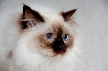 Hüzünlü bir Birman kedisinin yüzü
