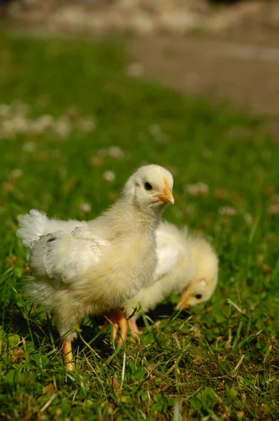 Two Sweet Baby Chicks Standing Green Grass — Stock Photo, Image