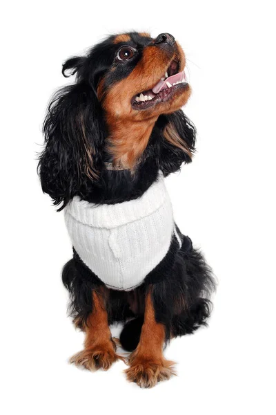 Felice Cavalier Charles Spaniel Cane Isolatet Sfondo Bianco — Foto Stock