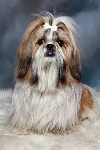 Smutny Pies Shih Tzu Siedzi — Zdjęcie stockowe