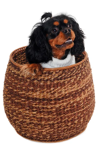 Happy Cavalier King Charles Spaniel Hund Einem Korb Isolat Auf — Stockfoto