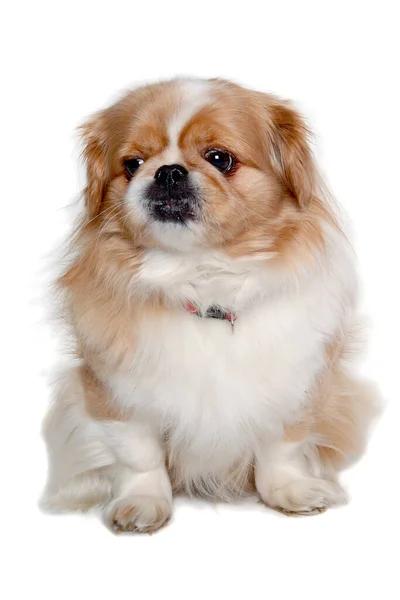 Pekingese Hond Geïsoleerd Een Schone Witte Achtergrond — Stockfoto