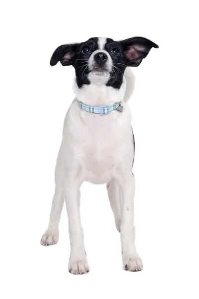 Happy Rat Terrier Cachorro Cão Está Isolado Fundo Branco — Fotografia de Stock