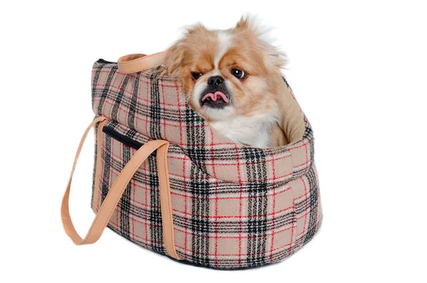 Perro Pekinés Bolsa Sobre Fondo Blanco Limpio — Foto de Stock