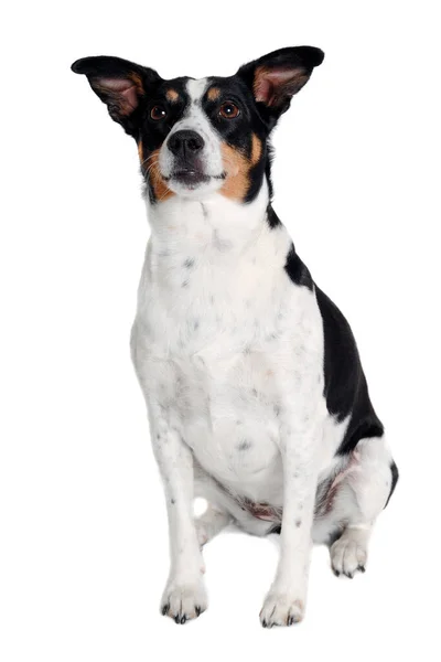 ハッピーラットテリア子犬の犬は 白い背景に隔離されて座っている — ストック写真