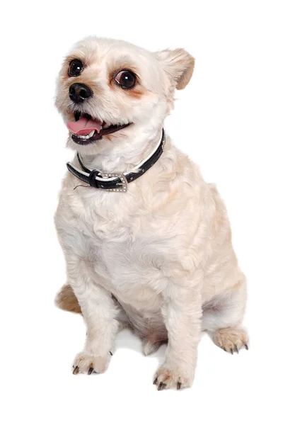 Happy Teriér Pes Izolovaný Čistém Bílém Pozadí — Stock fotografie