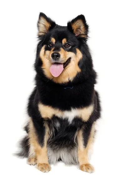 Glad Finsk Hundhund Sittande Isolerad Vit Bakgrund — Stockfoto