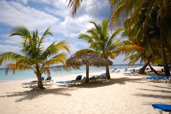 Palmen Een Exotisch Strand Dominicaanse Republiek Saona Eiland — Stockfoto