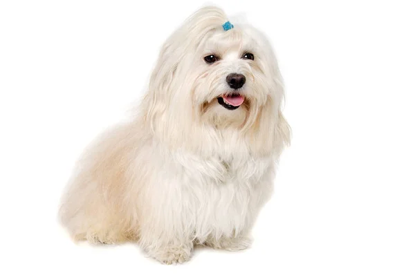 Happe Coton Tulear Hunden Sitter Isolerad Ren Vit Bakgrund — Stockfoto