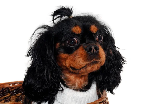 Sad Cavalier King Charles Spaniel Dog Sitting Basket Isolatet White — Stock Photo, Image