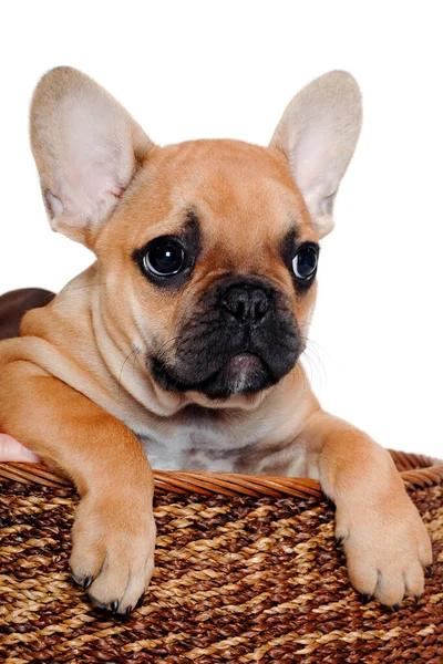 Bulldog Cachorro Francés Está Jugando Una Canasta Tomada Fondo Blanco —  Fotos de Stock