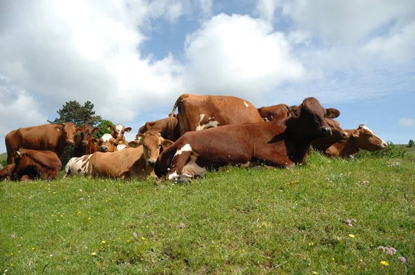 Grupo Vacas Descansando Sobre Hierba Verde — Foto de Stock