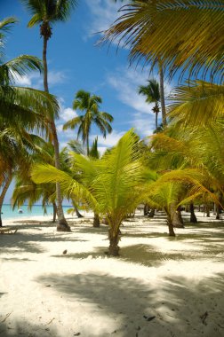 Tropik kumsal, beyaz kum ve palmiyeler. Dominik Cumhuriyeti, Saona Adası