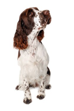 Üzgün İngiliz Springer Spaniel köpeği temiz beyaz arka planda izole edildi