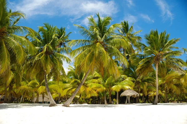 Plaja Tropicală Nisip Alb Palmieri Republica Dominicană Insula Saona — Fotografie, imagine de stoc