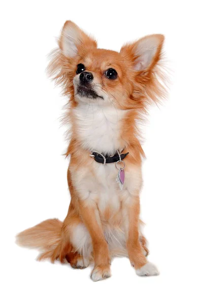 Chihuahua Hond Zit Geïsoleerd Een Witte Achtergrond — Stockfoto