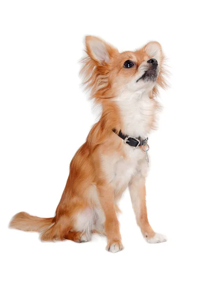 Perro Chihuahua Está Sentado Aislado Sobre Fondo Blanco —  Fotos de Stock